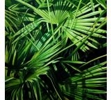 Palm Fronds Oil Painting on Canvas