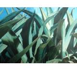 Century Plants Oil Painting on Canvas
