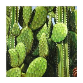 Cactus Garden Oil Painting on Canvas
