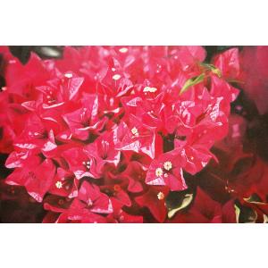 BougainvilleaOil Painting on Canvas