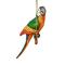Large Green Macaw on Perch